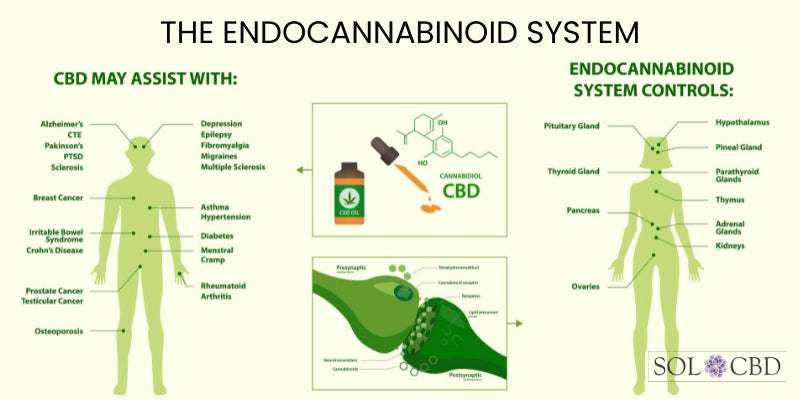 endocannabinoid system (ECS)