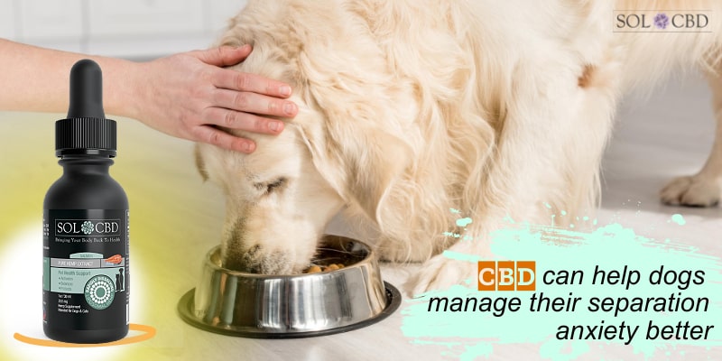 CBD can help dogs manage their separation anxiety better.