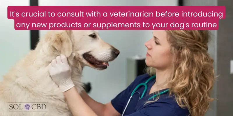 While calming treats can be an effective solution for managing dog anxiety, it's crucial to consult with a veterinarian before introducing any new products or supplements to your dog's routine.