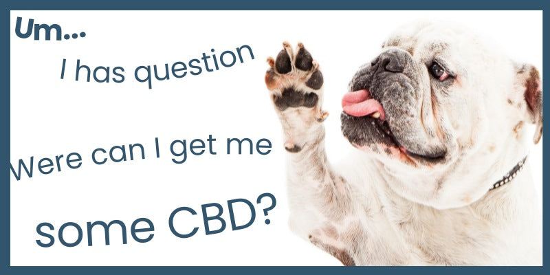Frequently asked questions about CBD for dogs