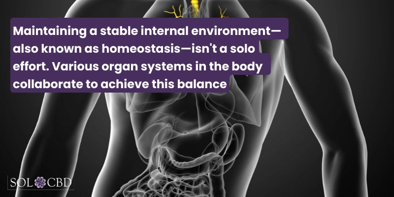 The Core Players: Organ Systems in Homeostasis