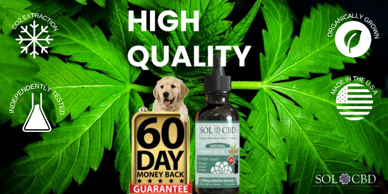 How To Pick The Best CBD for Dogs