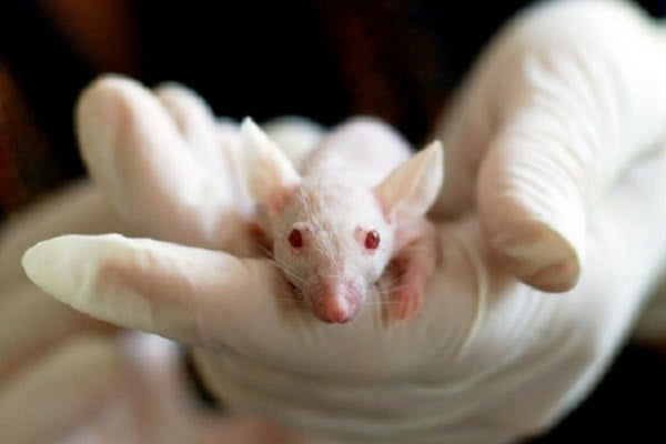 A study conducted on rats confirms that applying CBD to the skin at the site of pain can have powerful effects.