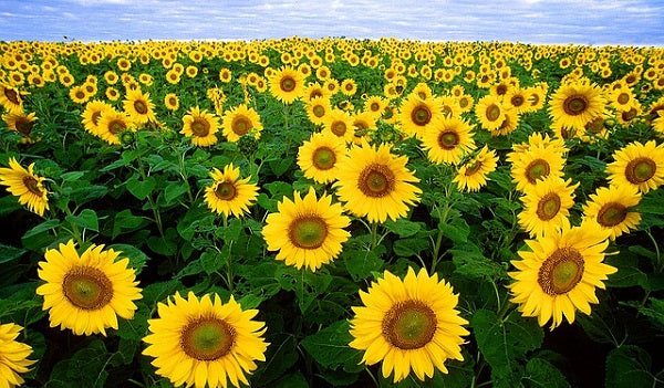 Sunflower seed oil is a useful carrier oil for the other ingredients in CBD balms.