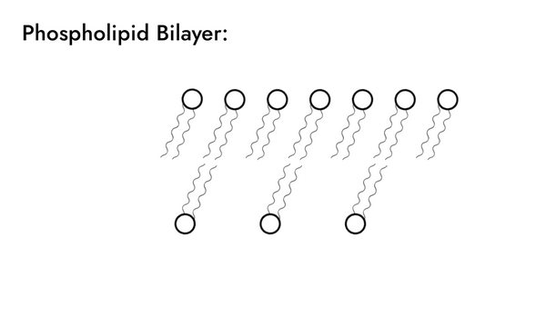 Phospholipid bilayer