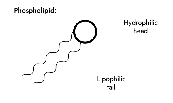 Phospholipid