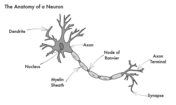 The Anatomy of a Neuron