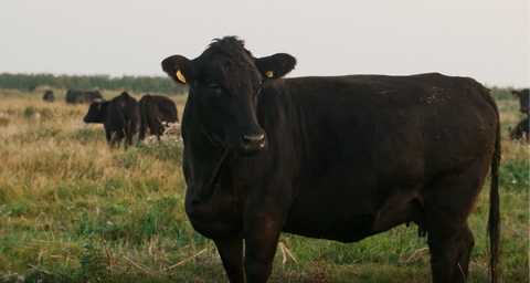 Aberdeen Angus cow at Youngmans Farm in Norfolk