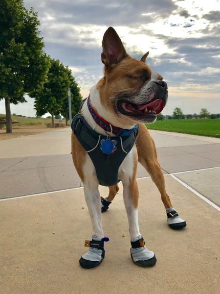 saltsox dog boots