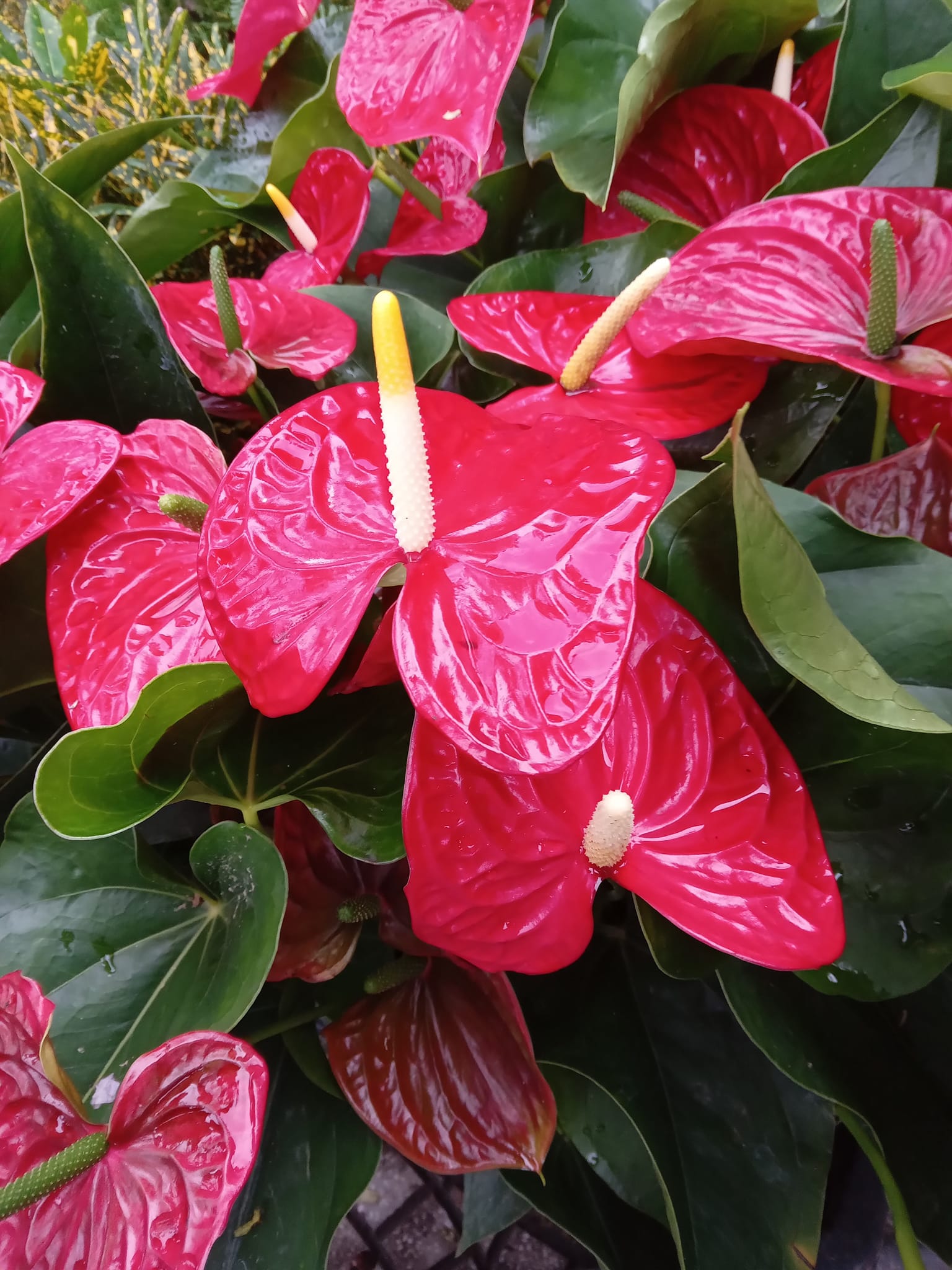 Beautiful red flowers that look fake in Da Nang, Vietnam