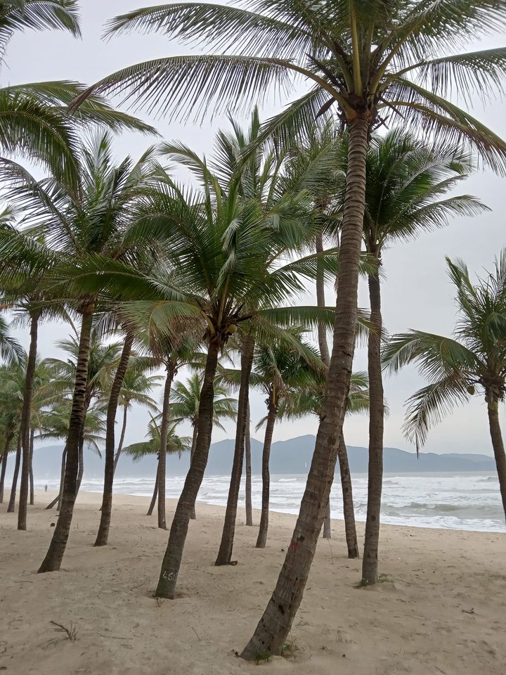 Coconut palm trees lining the beach in Da Nang, Vietnam