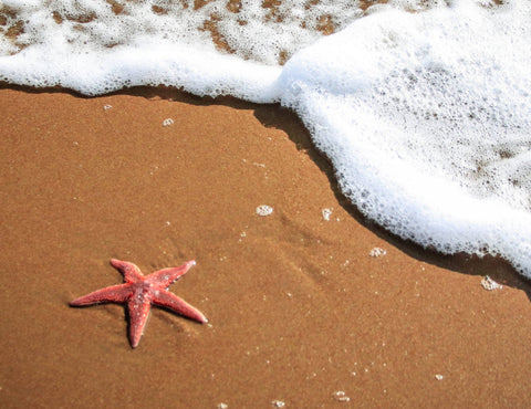 starfish on the sand with seafoam