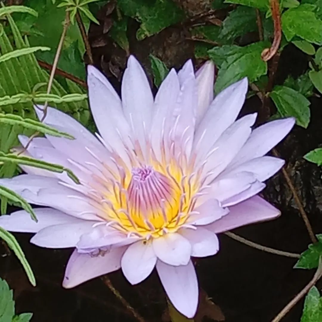 Purple lotus flower with yellow center in Da Nang, Vietnam