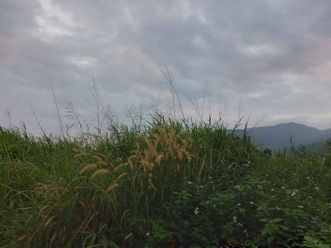 Tall windswept grasses at the Son Tra Mountain Range in Vietnam