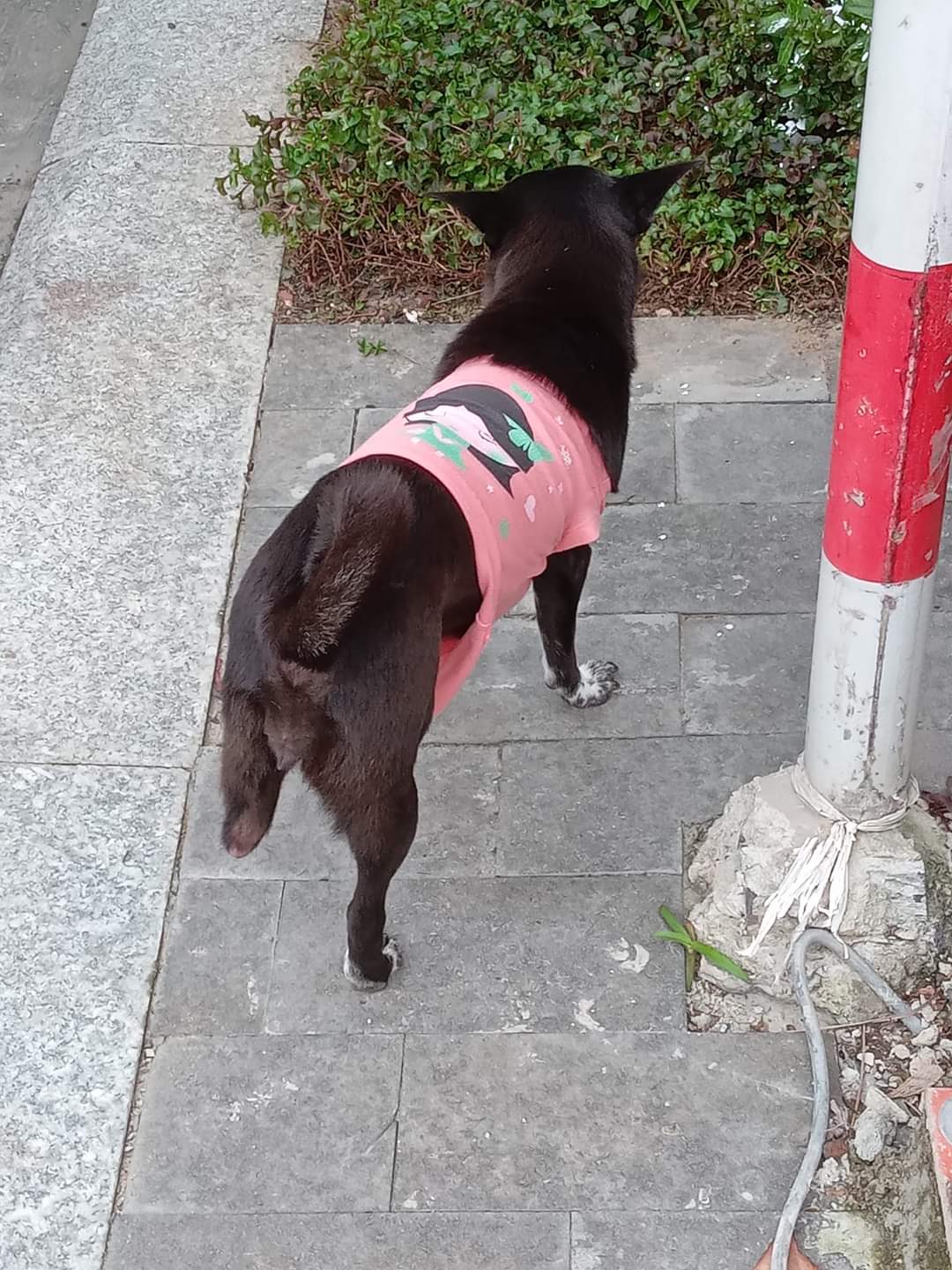 3 legged dog wearing a pink shirt in Vietnam