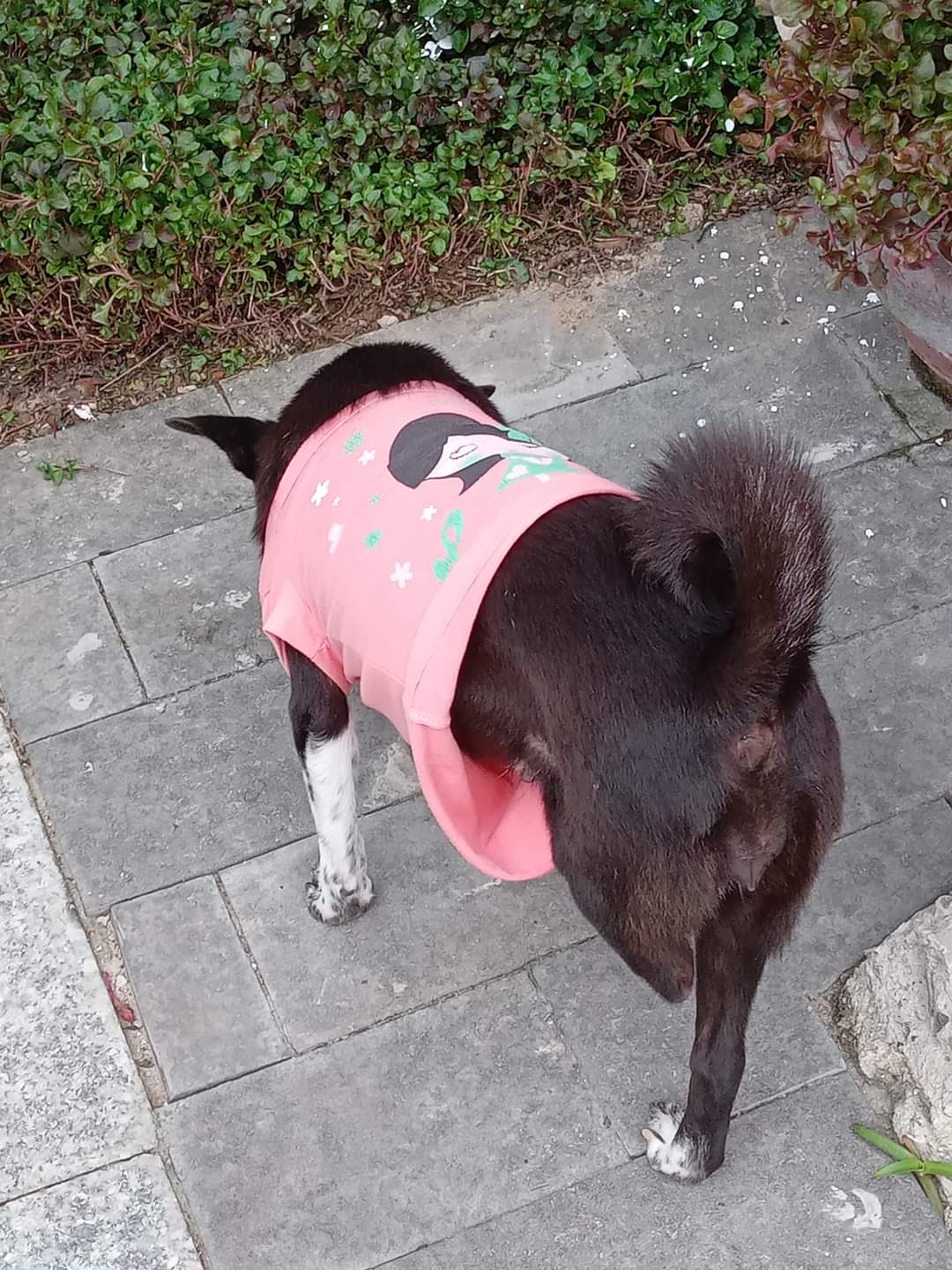 Cute 3 legged dog in Vietnam, wearing a pink t shirt