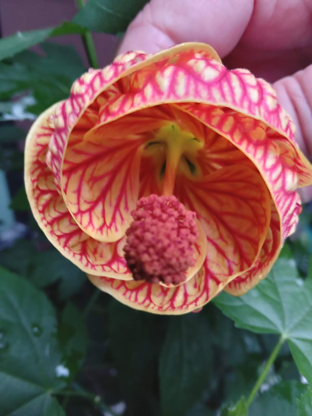 Red and yellow flower in Vietnam