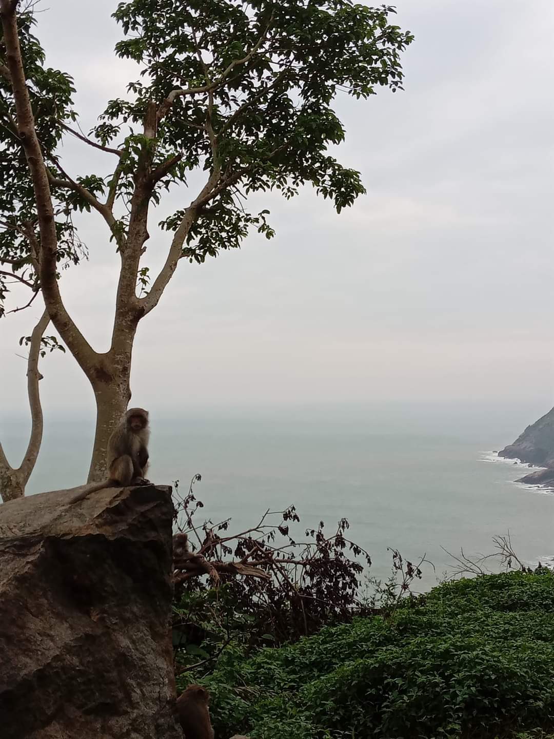A Macaque monkey sits on a rock on 'Monkey Mountain', above the sea in Vietnam