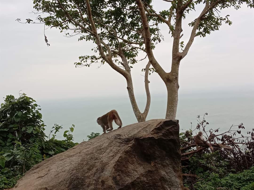 A Macaque monkey walks on a rock on top of a mountain in Vietnam, high above the sea