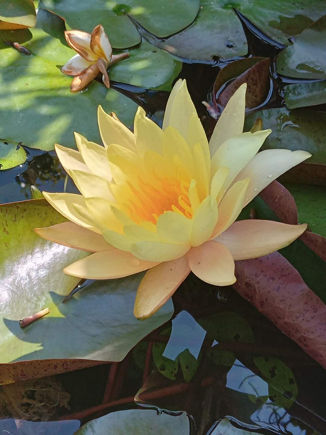 Yellow Lotus flower with an orange center, on the water with green leaves around it