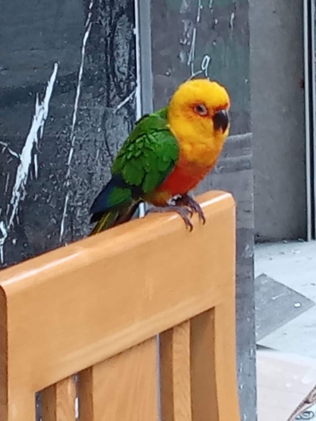 Beautiful yellow and red bird with green wings and blue tail feathers