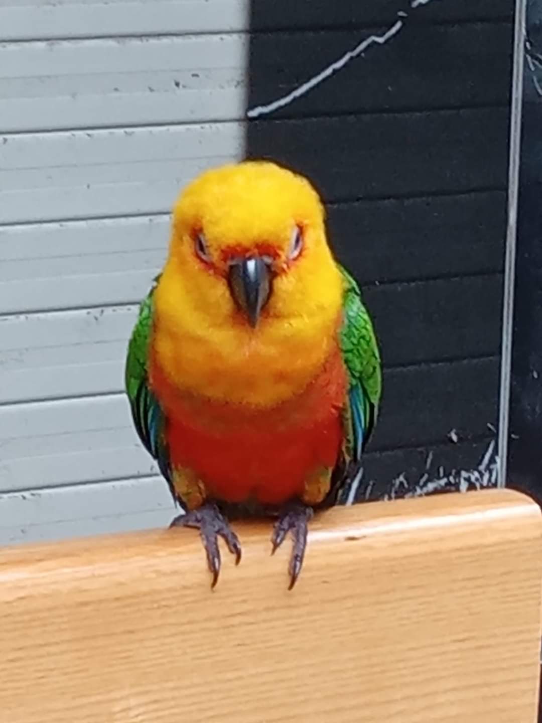 Beautiful yellow and red bird with green wings