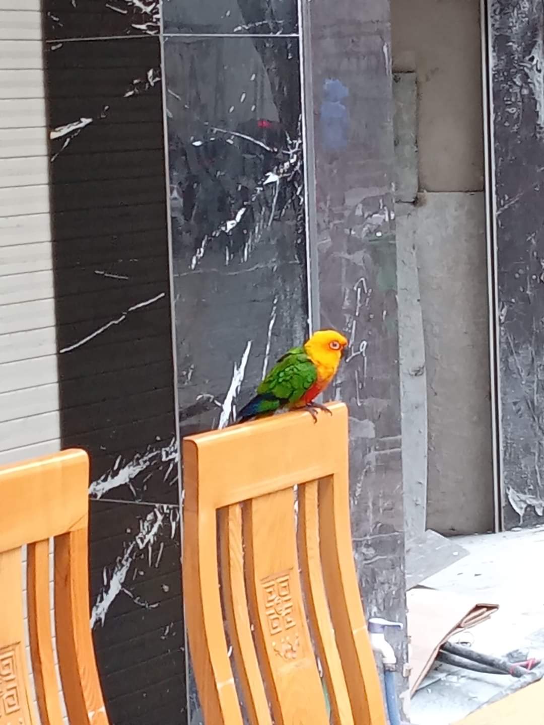 Beautiful yellow and red bird with green wings and blue tail feathers