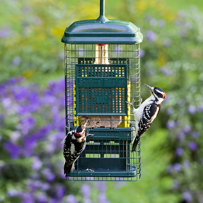 squirrel proof woodpecker suet feeder