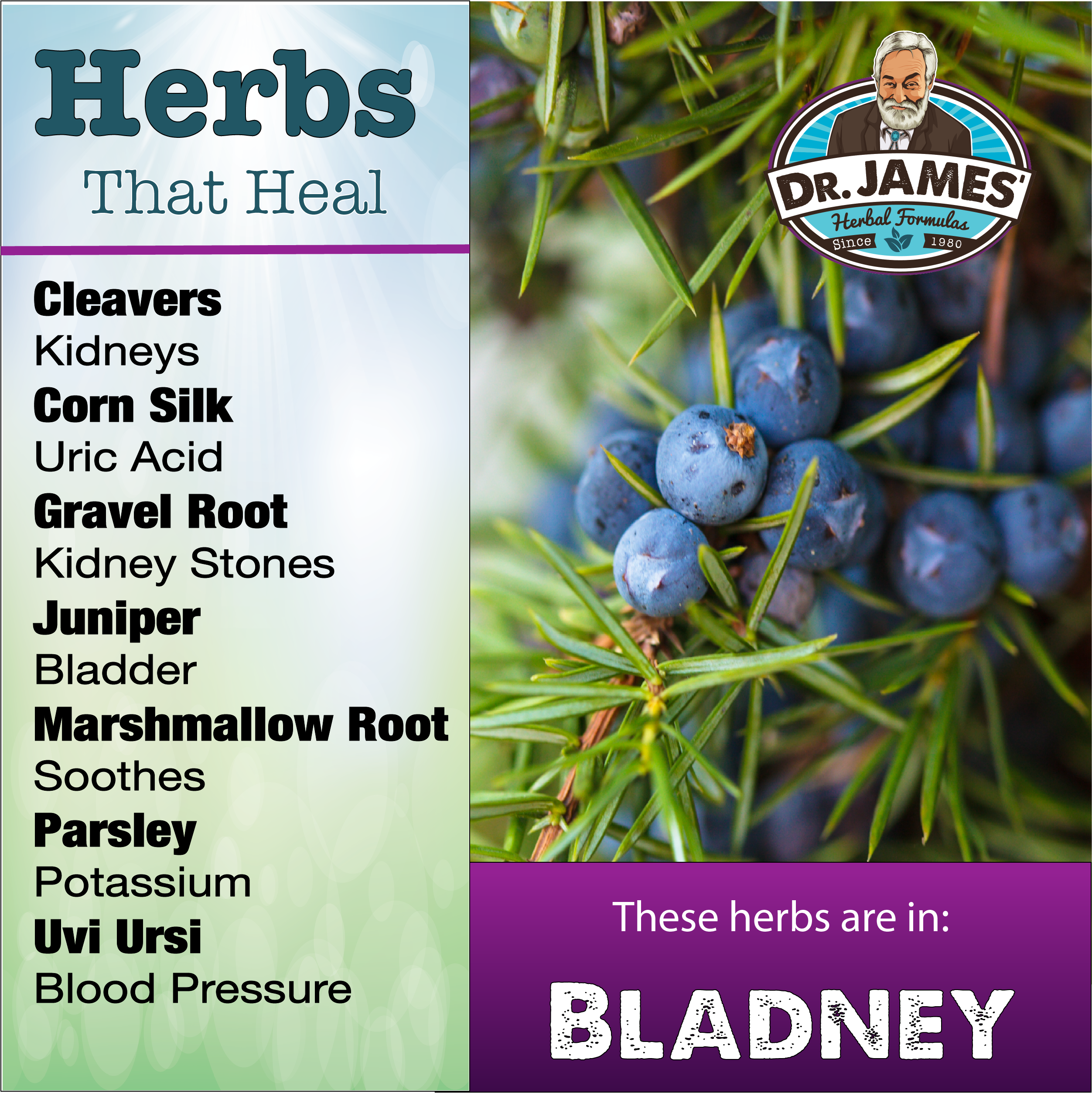 Bladney and its uses