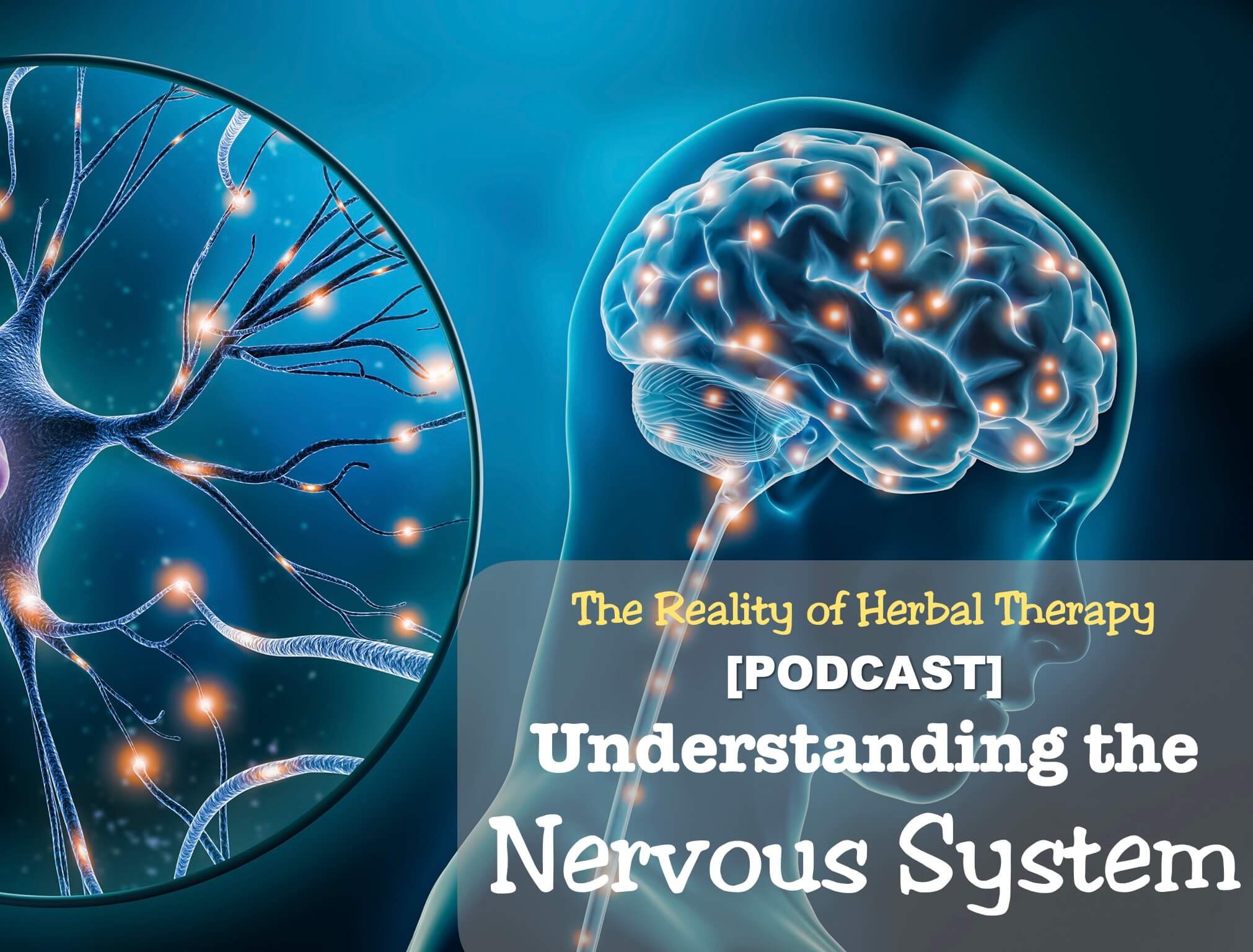 Understanding the Nervous System