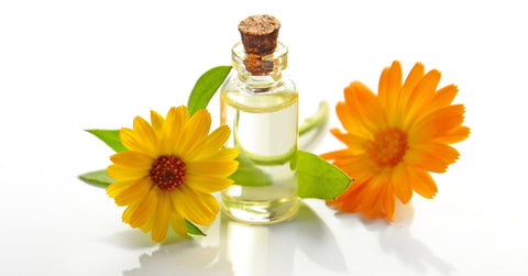 Arnica Essential Oil