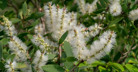 Cajeput Plant