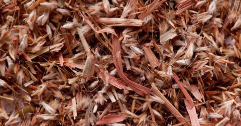 Palmarosa grass seeds