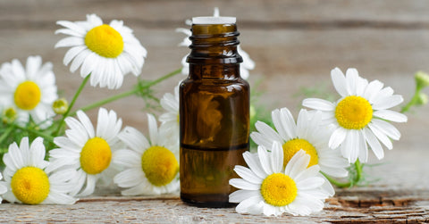 Roman Chamomile essential oil