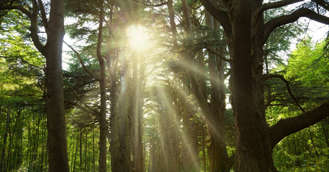 Sunlight trough cedar trees