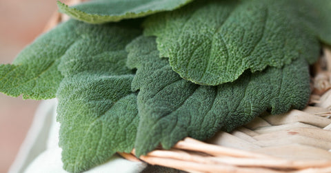 clary sage leaves