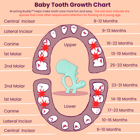 tooth growth chart with indicators of where flossing may be most important