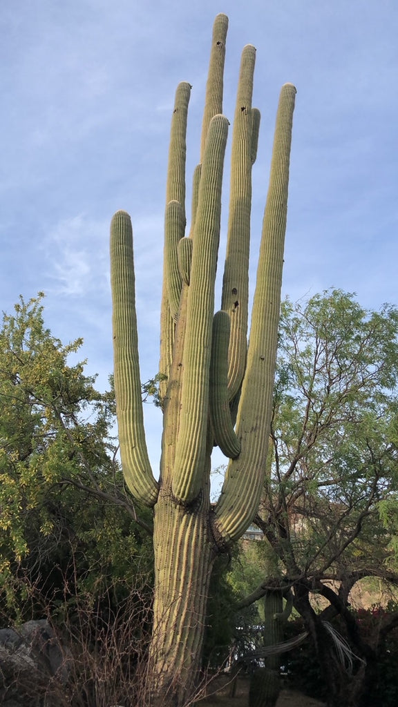 Cactus