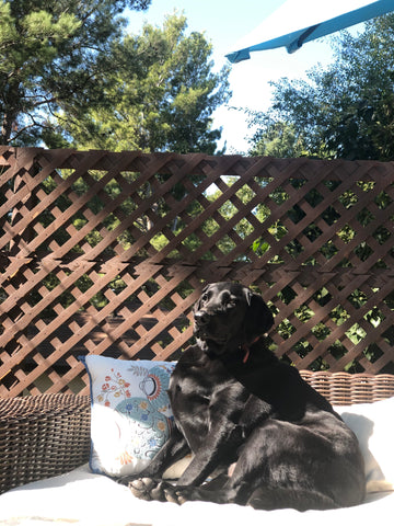 Melanie's dog lounging in the backyard