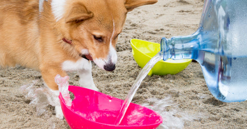 Corgi-Beach-Day-April-2018-Bring-Water-Lookout-For-Stations