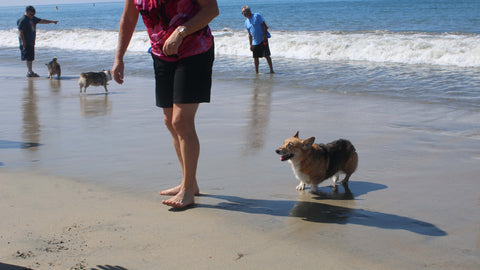 Corgi Beach Day 2016