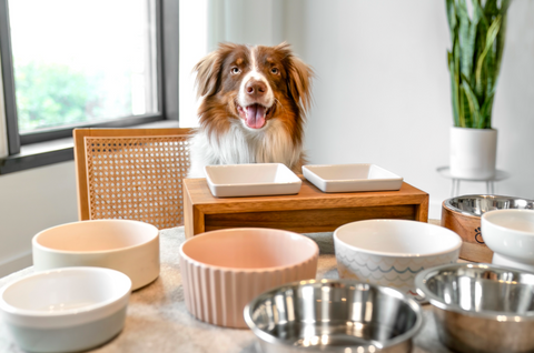 PET BOWLS