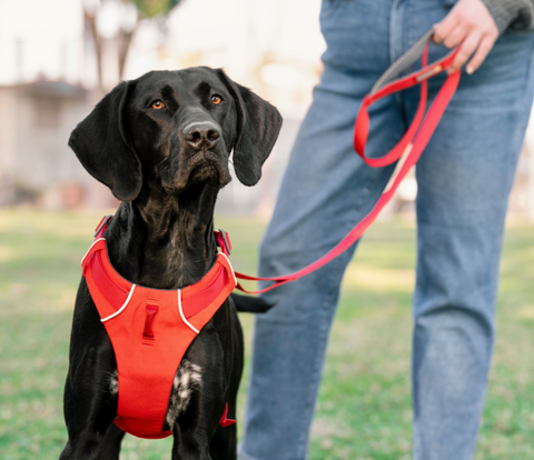 LEASHES COLLARS HARNESSES