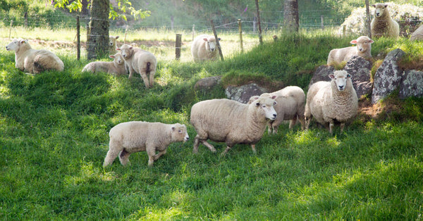 Sheep-Ziwi-Tour