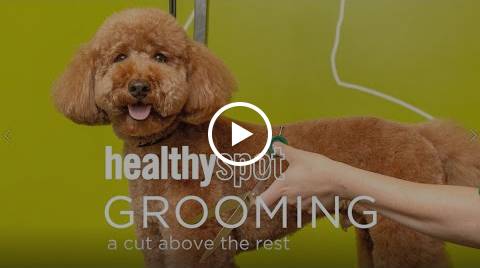 Healthy Spot Grooming Safety Standards