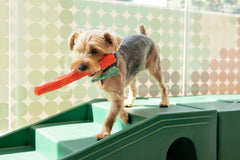 Dog Climbing on Tunnel Toy