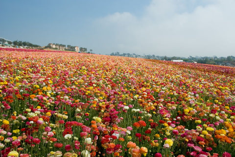 flower field carlsbad