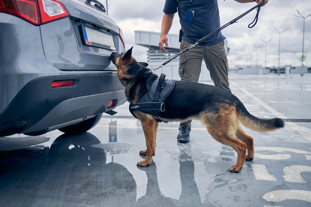 K9 Police Dog Investigating Car Trunk