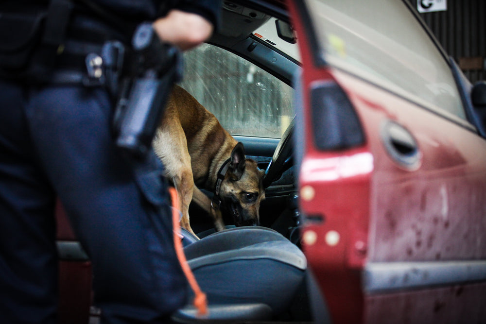 K9 Police Dog Investigating Car Sniffing for Opioids