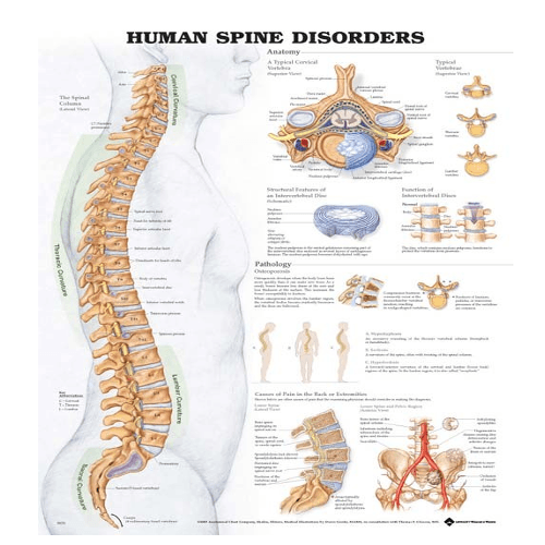 Anatomy Poster Wall Charts